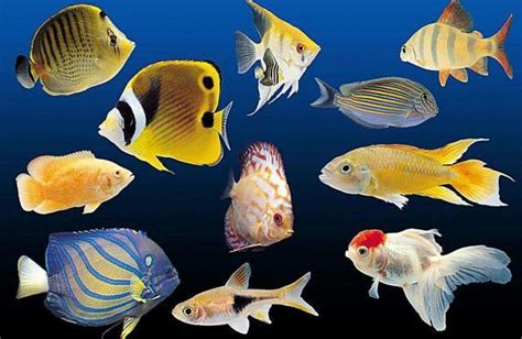 熱帶魚水溫 耳鳴法